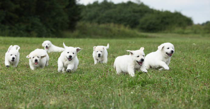 Beautiful group of golden retriever puppies running