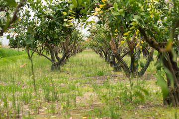 Organic farm. Ecological agriculture