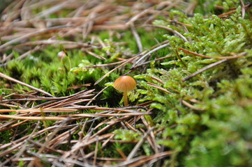 Grzybówka Skrzydlasta © Andrzej