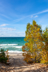 Autumn Tree on Lake Superior at Pictured Rocks, USA