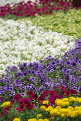 the flower planting bed in spring season / 春の寄せ植え花壇(クローズアップ)