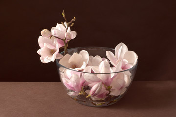 kwiat magnolii, biała magnolia, bukiet, kwiatowy, beuty, roślina, kwiaty, makro, kocham, flora, nastrojowy, dekoracja, swieży, magnolia w wodzie, piękny kwiat, subtelny, zapach, woń, węch, bukiet  - obrazy, fototapety, plakaty