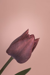 Purple tulip on pastel background