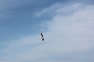 Seagull against the sky