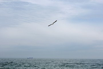 Seagull against the sky, lonely ship in the distance