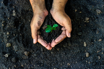 hands holding young plant. Ecology concept