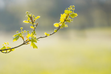 Fresh offspring of tree, nature close up with shallow focus area and bokeh