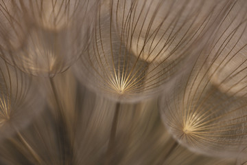 Floral, abstract side extreme closeup view of dandelion seed, golden light, details, artistic. - obrazy, fototapety, plakaty