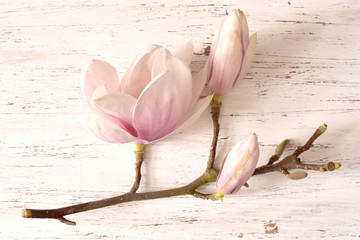 kwiat magnolii, kwiat, roślina, biała, beuty, galąź, drzewo magnolii, kwiatowy, fiolet, kwitnienie, flora, botanika,ornament z magnolii, kompozycja magnolii, układ kwiatów magnolii, pąki magnolii