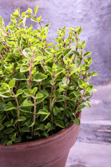 Homegrown and aromatic herb oregano in old clay pot.