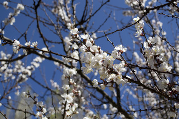 The sakura is blooming. Spring blossom of cherry tree. 