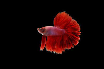 Obraz premium half moon siamese fighting fish on black background with clipping path