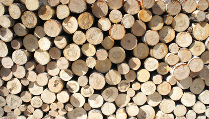 Wood texture of cut tree trunk. heap of wooden logs. background. Close up.