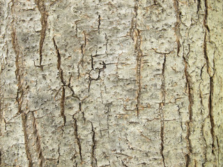 Tree bark texture