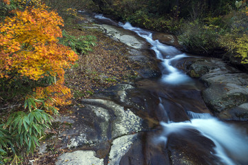 紅葉の渓流　立山山麓・百閒滑