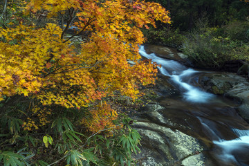 紅葉の渓流　立山山麓・百閒滑