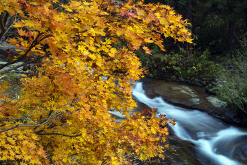 紅葉の渓流　立山山麓・百閒滑