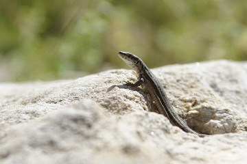 Pequeño largarto sobre una roca