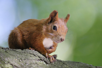 Single Red Squirrel on a tree branch in Poland forest during a spring period