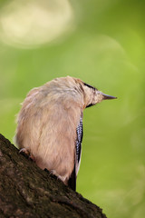 Single Jay bird on a tree branch during a spring nesting period
