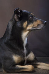 Cane meticcio dal pelo scuro di profilo