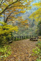紅葉の森　立山・称名滝付近