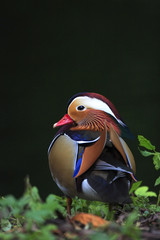 Single male Mandarin Duck bird on grassy soil during spring nesting period