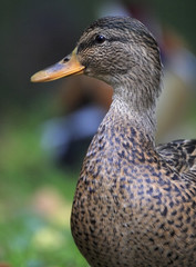 Single female Mandarin Duck bird on grassy soil during spring nesting period