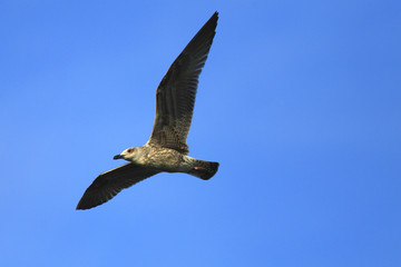Single Herring Gull bird in flight over grassy wetlands of Biebrza river during a spring nesting period