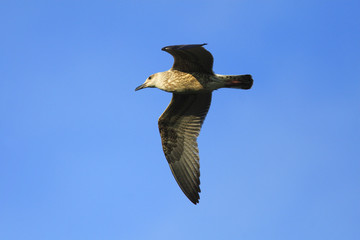 Single Herring Gull bird in flight over grassy wetlands of Biebrza river during a spring nesting period