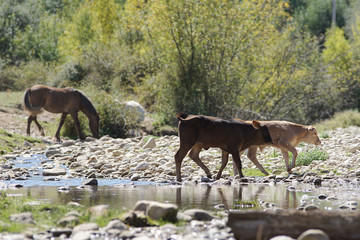 Una pareja de terneros y un caballo
