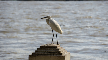 Egret Stand on Post River Background