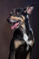 Cane meticcio dal pelo scuro con la bocca aperta