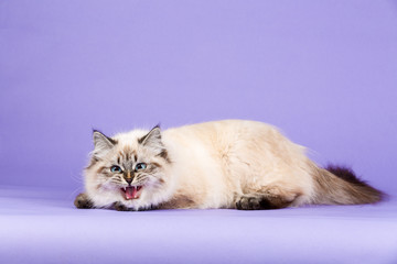 Fototapeta premium Amazing Siberian cat on purple