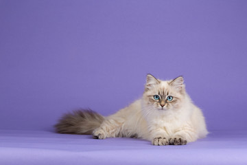 Amazing Siberian cat lying on purple
