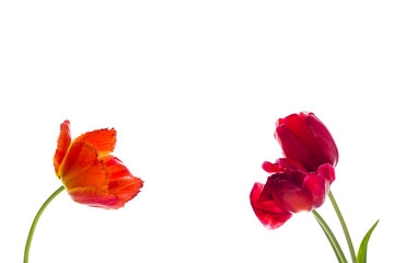 Fototapeta na wymiar Tulip flowers on white background with space for your text.
