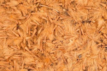 A drift of crushed sycamore seeds