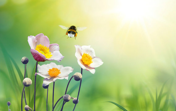 Beautiful pink flowers anemones on meadow and flying bumblebee macro on soft blurry light green background in warm  summer in sunshine in nature, bright soulful artistic image, copy space.