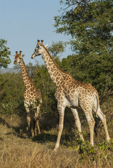 Giraffa, Kruger National Park
