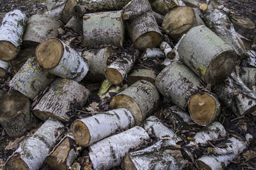 Drewno na opał © Asfodel