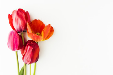 Tulip flowers on white table with human hand and copy space for your text top view. Flat lay