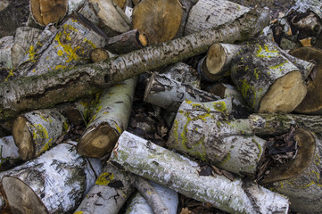 Drewno na opał © Asfodel