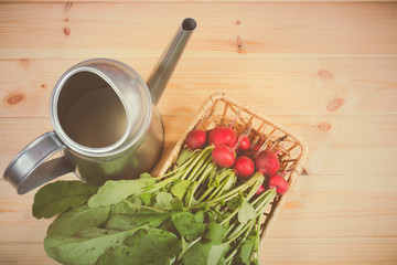 Fresh garden radish in wicker basket and watering can on wooden background. Top view.