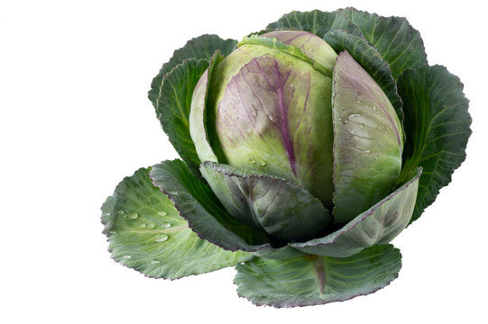 Super Fresh Organic Cabbage