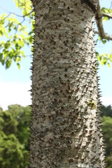 rough texture of the tree