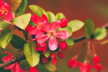 Beauty in nature, pink spring blossom