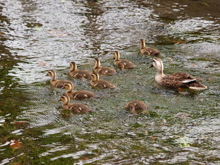 せせらぎを泳ぐカルガモの親子