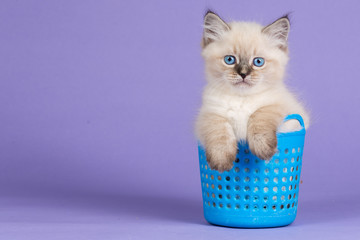 Beautiful kitten of pure bred in blue basket