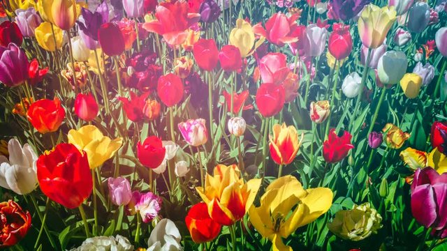 Multicolor tulips. Nature background with flower bed