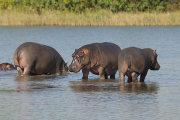 Hippopotamus , Kruger National Park , Africa